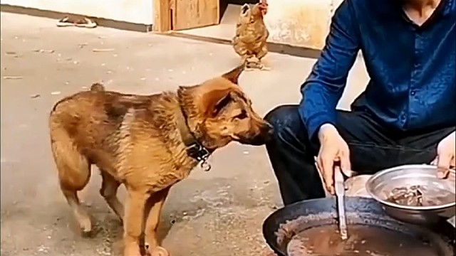 主人把肉做好以后狗狗下一秒动作太逗了