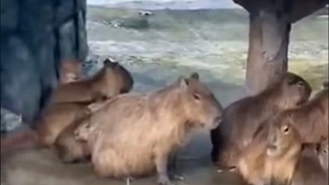 那个豚怎么跟人家有点不一样呢