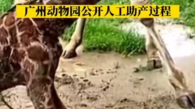 原来长颈鹿生宝宝要这样子接生