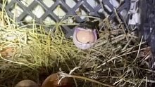 网友到鸡舍收集鸡蛋，发现有一条蛇正在偷吃…就挺尴尬的
