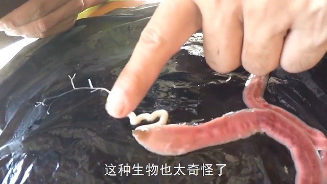 最奇异的生物