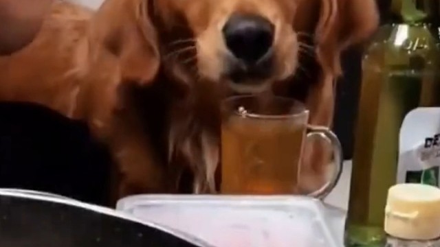 当狗狗偷喝酒后……