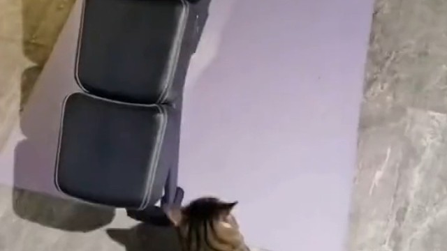 连猫咪也开始内卷了！