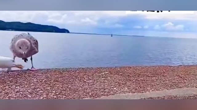 瞧这幸灾乐祸的样子！