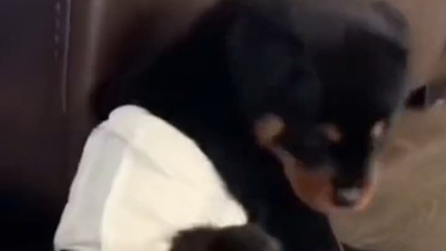 狗子从小就喜欢叼东西回家，有一天……