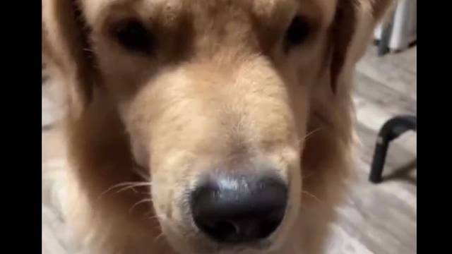 为了零食出卖笑容的狗子！