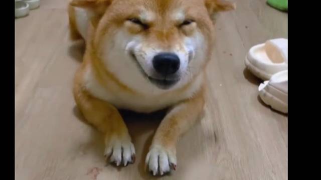 一干坏事就笑眯眯的狗子！