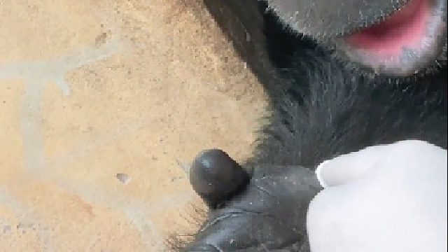 黑猩猩：为什么我是单身狗的命