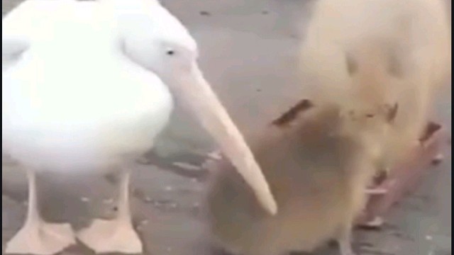 你这也太高估自己了吧