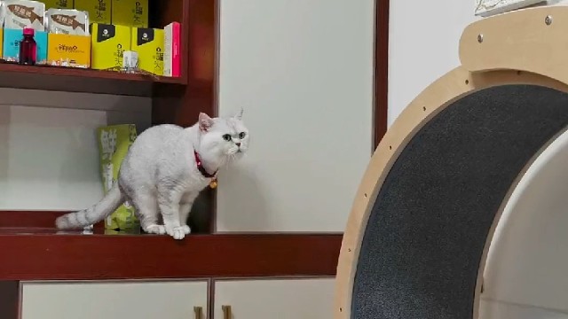 猫儿：我当时脑子一片空白