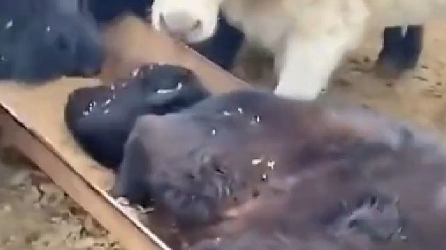 果然哪里都会有老六