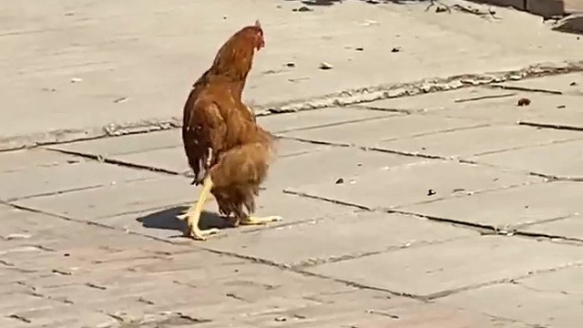 正宗溜达鸡，溜达，溜达，就是看着好像不正经(〜￣▽￣)〜