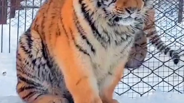 萌萌胖虎上班也打瞌睡，看来昨晚玩的挺嗨⊙ω⊙