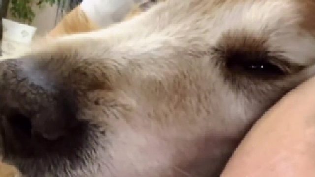 不要难过，它用它的一生陪你，无论怎样你都是我的家人