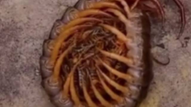 蜈蚣抱着孩子们