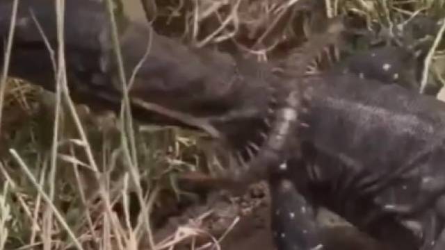 蜥蜴一口吞掉大蜈蚣