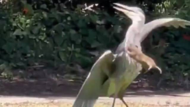 刚抓到的土拨鼠被抢走了