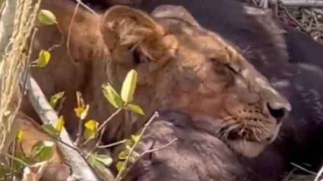 狮子在食物上安心睡了
