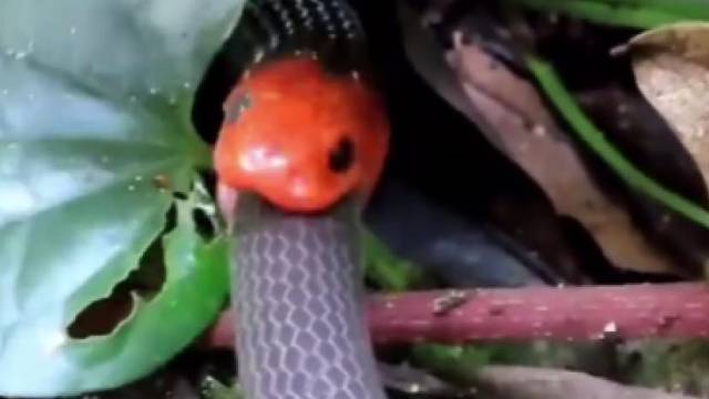 蛇吞蛇，顺滑从喉咙进入