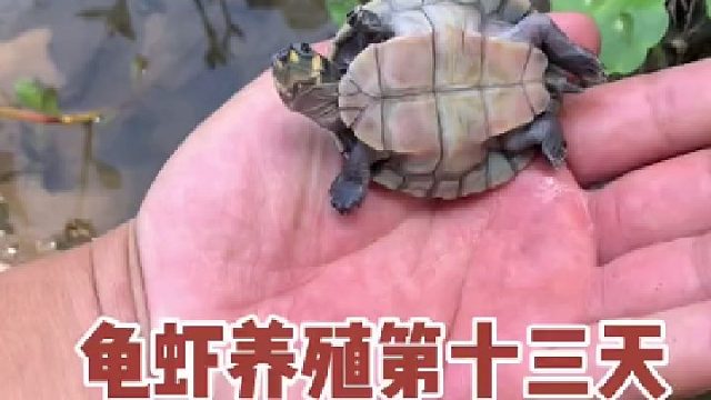 龟虾养殖第13天，原生态养殖