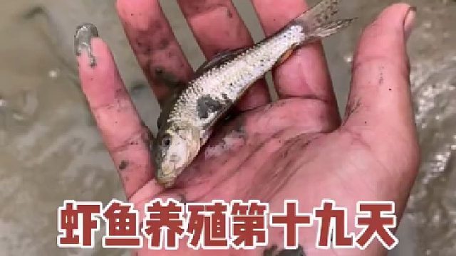 龟虾养殖第19天，虽然没有领盒饭的了，但还是有点少