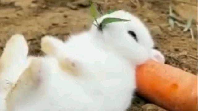 我先吃饱在负责可爱