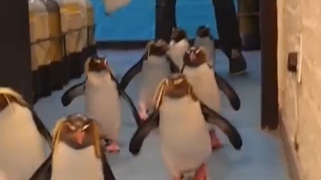 海洋馆里的企鹅们，卸妆后判若两鹅