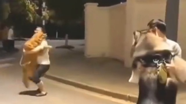 狗子也有胜负欲