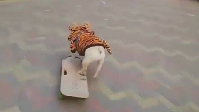 狗：我带车我不撞人。要不是我腿短，我就不用下车助跑！