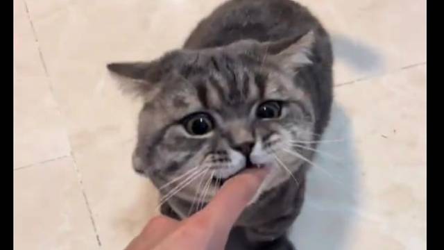 赶紧给他吃呀！！怎么可以欺负小猪咪！