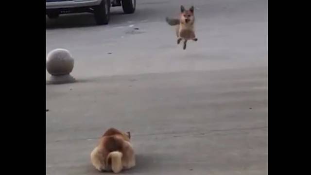 一些狗生惬意的瞬间！看着看着，觉得自己也被治愈了！狗狗的快乐真简单呀…