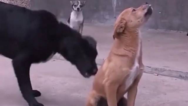 可怜，没有一只狗愿意帮他