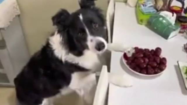 这狗50斤体重，49斤反骨