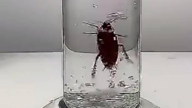 这是人干的事？