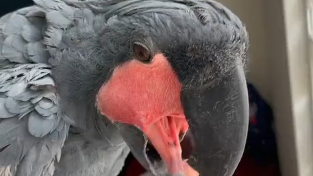 你见过这样吃东西的吗