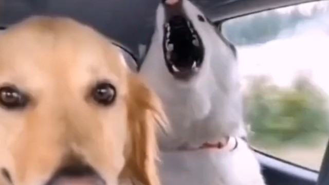 真不想和这两个货在一起！