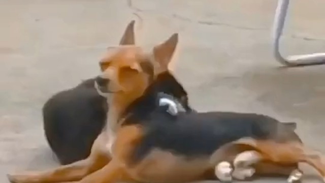 以为是真爱，结果是上菜！