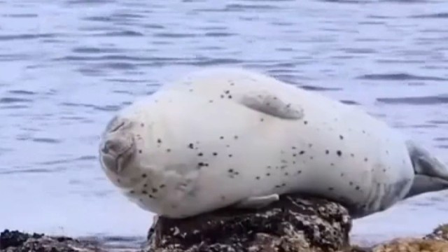 海豹一觉睡醒发现自己搁浅了！
