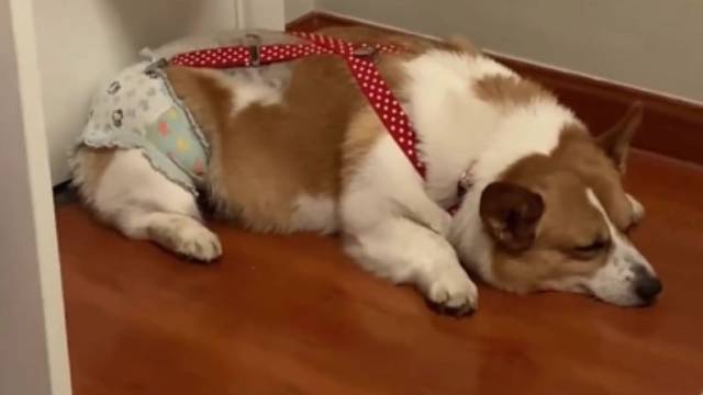 这莫不是个裁缝基吧！