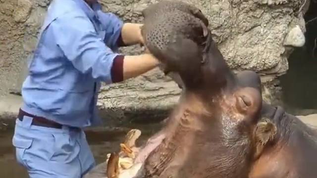 万物皆有灵%河马