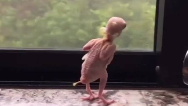 这是把唯一的衣服拿去洗了，结果下雨了！