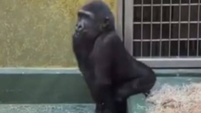 去过夜店的猩猩在扭动...