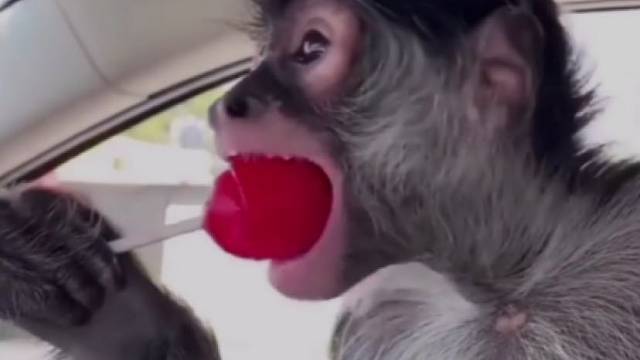 猴子吃大棒棒糖，这神情似曾相识