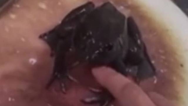 这蛙的叫声像小孩的啼哭