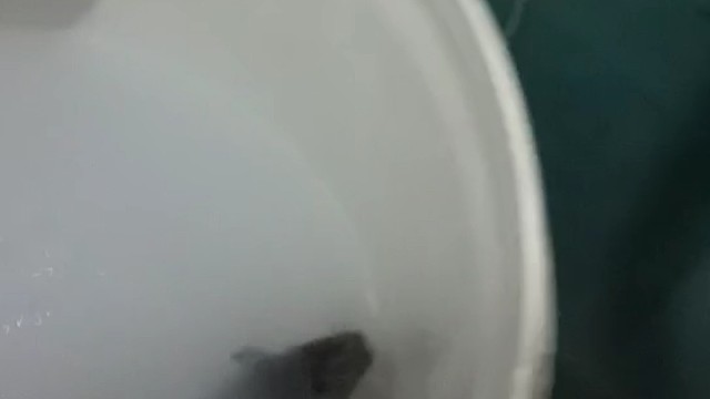 一只运气好的耗子