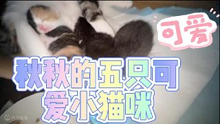 【集梦秋秋】秋秋家的五只小猫崽！