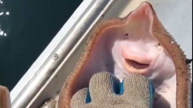 它好像很开心也，