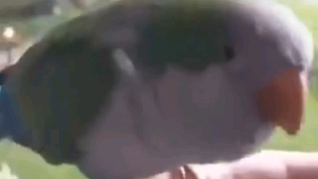 我就是一个小精灵