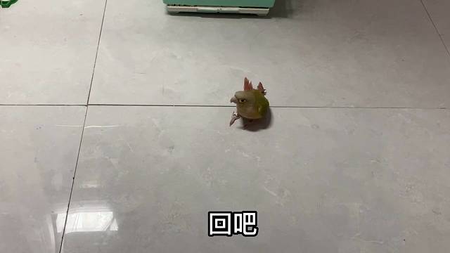 你家的鹦鹉会自己从笼子里回窝里去嘛？