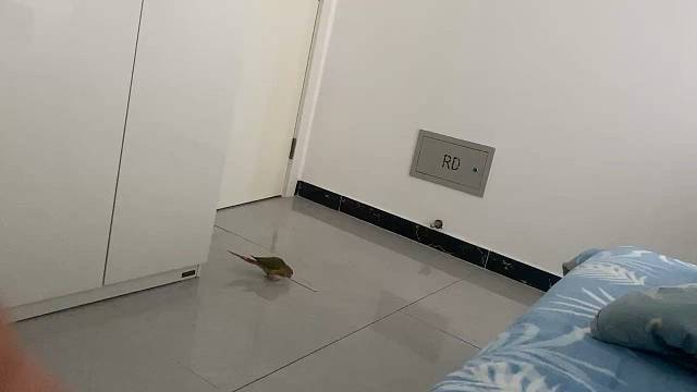 养只会粘你的小鹦鹉吧，每天天刚亮就来敲门了。